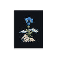 Enzian und Fels Poster – 30 × 40 cm